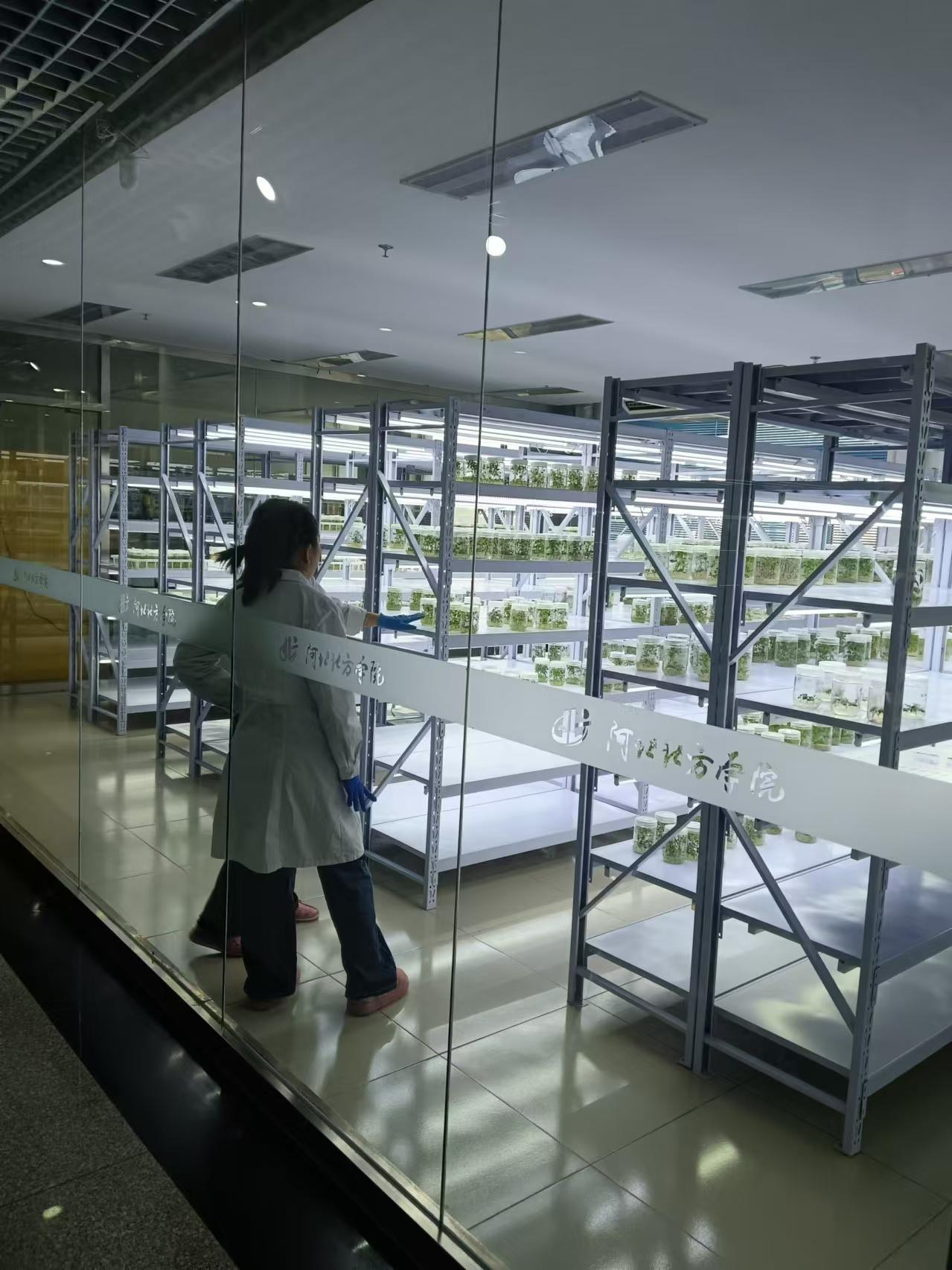 昌平植物组培室设计的基本布局有哪些？