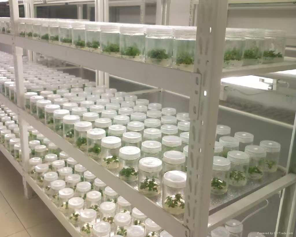 昌平组培实验室应该如何布局